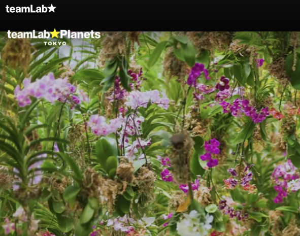 도쿄 팀랩 플래닛 디지털 아트 공간